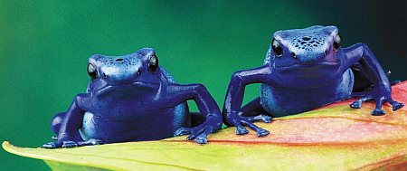 Dendrobates azureus03.jpg