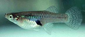 Mosquitofish_01a.jpg