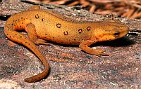 Luschan's Salamander, Quelle: Wikimedia