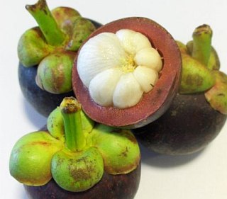 Mangostan