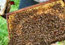 bienen_2009