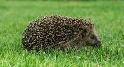 Stachlige Gartenbesucher, eiserne Blogvorsätze und der Wissenswerkstatt-Herbst